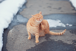 skajyo_jan_2008_01lr