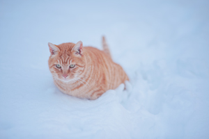 skajyo_jan_2008_03lr