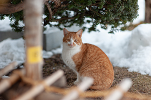 skajyo_jan_2008_05lr