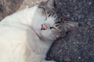 skajyo_may_2009_06lr