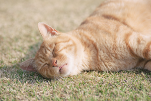 skajyo_oct_2009_08lr