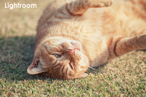 skajyo_oct_2009_10lr