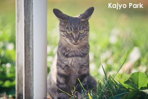 skajyo_oct_2009_12lr