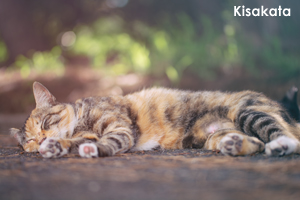 skisakata_jul_2017_02lr