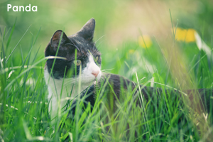 smomopan_may_2012_03lr