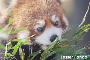 somoriyama_apr_2016_02lr