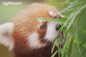 somoriyama_aug_2009_02lr