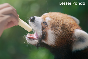 somoriyama_aug_2009_11lr