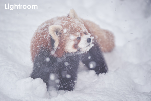 somoriyama_jan_2009_09lr