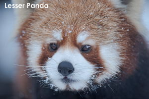 somoriyama_jan_2009_14lr