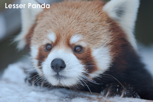 somoriyama_jan_2011_03lr