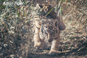 somoriyama_jan_2020_01