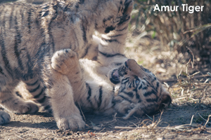 somoriyama_jan_2020_02