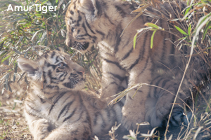 somoriyama_jan_2020_03