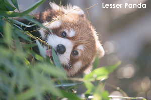 somoriyama_jan_2020_05