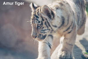 somoriyama_jan_2020_07