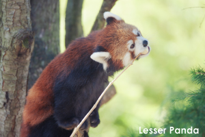 somoriyama_jul_2018_15lr