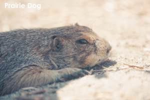 somoriyama_jul_2018_22lr