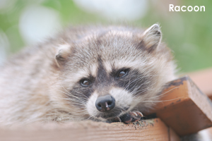 somoriyama_jun_2008_02lr