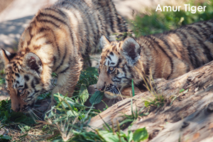 somoriyama_jun_2008_23lr