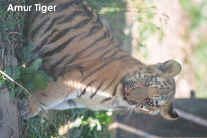 somoriyama_jun_2008_28lr