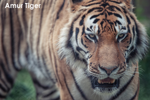 somoriyama_jun_2016_03lr