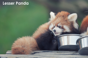 somoriyama_oct_2018_05lr