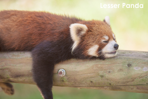 somoriyama_sep_2019_01