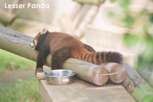 somoriyama_sep_2019_02