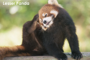 somoriyama_sep_2019_03