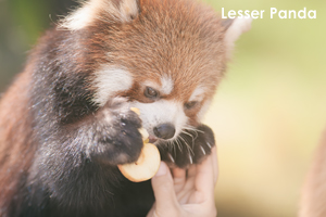 somoriyama_sep_2019_04