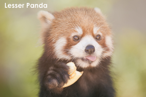 somoriyama_sep_2019_05b