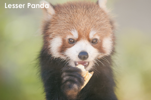 somoriyama_sep_2019_07b