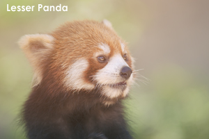 somoriyama_sep_2019_09