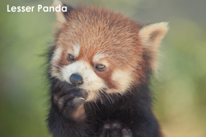 somoriyama_sep_2019_10