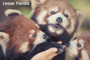 somoriyama_sep_2019_12