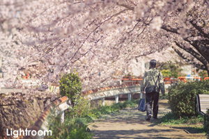 ssakata2_apr_2019_07lr