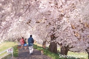 sshiroishigawa_apr_2010_23lr