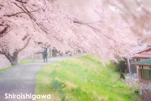 sshiroishigawa_apr_2016_07lr