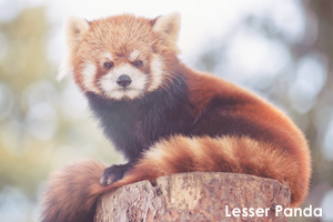 syagiyama_feb_2008_03lr