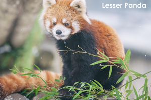 syagiyama_feb_2011_04lr