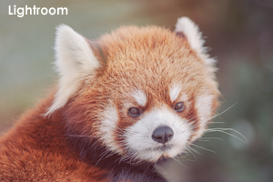 syagiyama_jan_2011_07lr