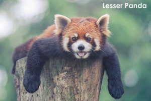 syagiyama_jun_2009_05lr