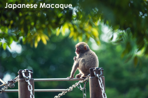 syagiyama_jun_2009_10lr