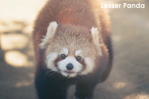 syagiyama_mar_2017_05lr