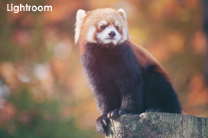 syagiyama_nov_2008_07lr