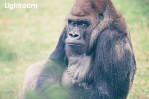 syagiyama_nov_2008_11lr