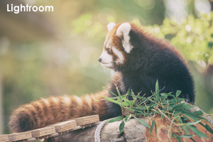 syagiyama_oct_2014_baby09lr