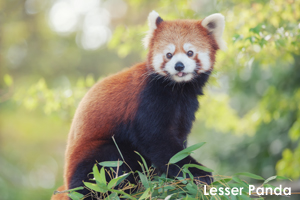 syagiyama_oct_2014_tian09lr