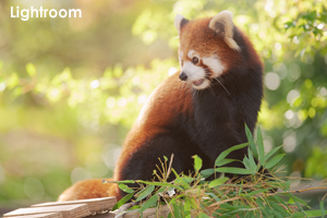 syagiyama_oct_2014_tian11lr